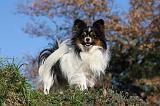 EPAGNEUL PAPILLON 127